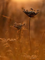 Picture Title - golden autumn