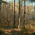 Picture Title - The Birch grove