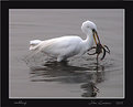 Picture Title - Crabbing