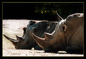 Picture Title - Rhino Day Afternoon