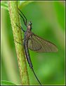 Picture Title - Mayfly