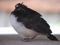 Picture Title - Baby Willy Wagtail