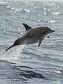 Picture Title - rocket dolphin