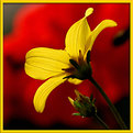 Picture Title - yellow - red