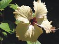 Picture Title - "white hibiscus"