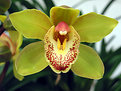 Picture Title - Green Cymbidium