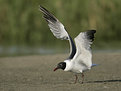 Picture Title - Laughing Gull 