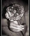 Picture Title - I gave you roses 2 