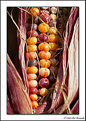 Picture Title - Halloween corn