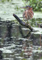 Picture Title - Little Green Heron