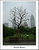 Shanghai Tree