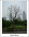 Picture Title - Shanghai Tree