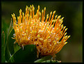 Picture Title - Pincushion