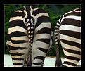 Picture Title - Zebra