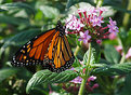 Picture Title - Monarch beauty