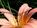 Picture Title - lily