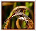 Picture Title - Autumn Libelle