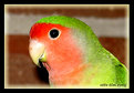 Picture Title - agapornis (lovebird)