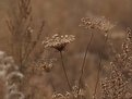 Picture Title - the meadow of silence