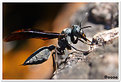 Picture Title - Wasp_Macro