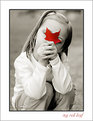 Picture Title - my red leaf