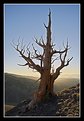 Picture Title - Bristlecone Pine Sunrise