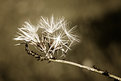 Picture Title - wildlife in the meadow