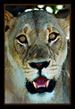 Picture Title - Lion Queen