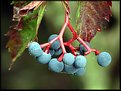 Picture Title - Berries Blue