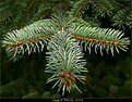 Picture Title - thorn of pine