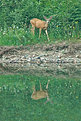 Picture Title - Glacier Deer Reflection