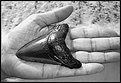 Picture Title - Carcharocles megalodon Fossil
