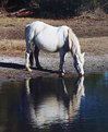 Picture Title - Assateague Island Pony