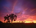 Picture Title - Joshua Tree II