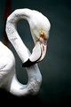 Picture Title - flamingo