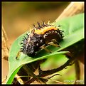 Picture Title - vanessa atalante linnaeus  (caterpillar)