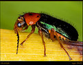 Picture Title - Clerid beetle