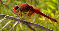 Picture Title -  Red Dragonfly