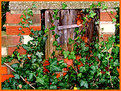 Picture Title - Ivy All Over