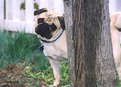 Picture Title - The Pug