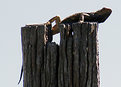 Picture Title - Sunbathing