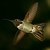 Big Red Male Anna Hummingbird