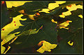 Picture Title - Autumn Abstract