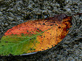 Picture Title - a leaf