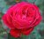 Rose 2