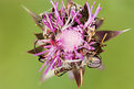 Picture Title - wilting thistle 