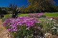 Picture Title - Kirstenbosch Garden