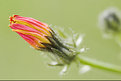 Picture Title - bud of meadow flower 