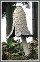 Picture Title - coprinus comatus