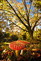 Picture Title - untitled Autumn, Mount Usher